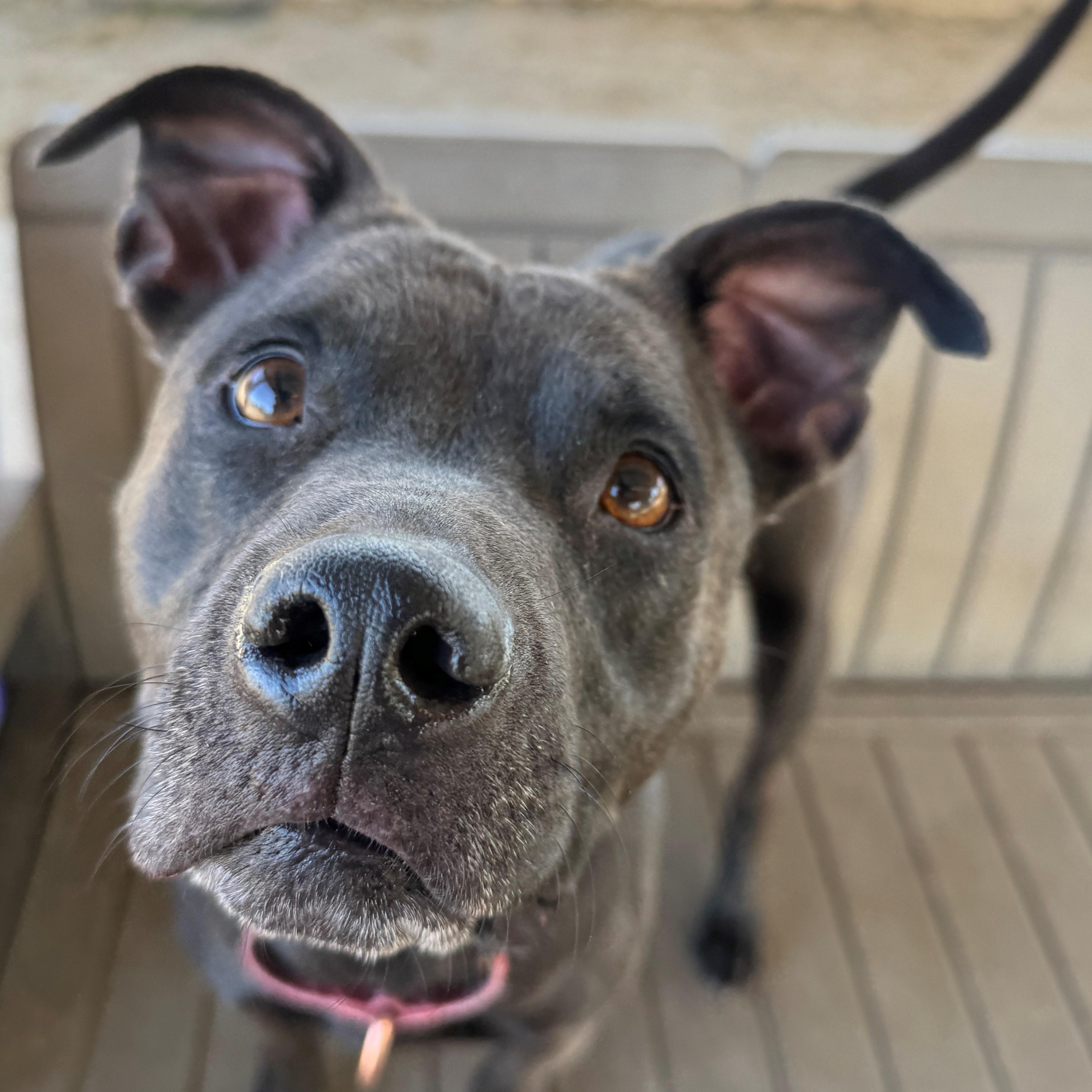 Jakida, an adoptable Pit Bull Terrier, Black Labrador Retriever in Phoenix, OR, 97535 | Photo Image 4