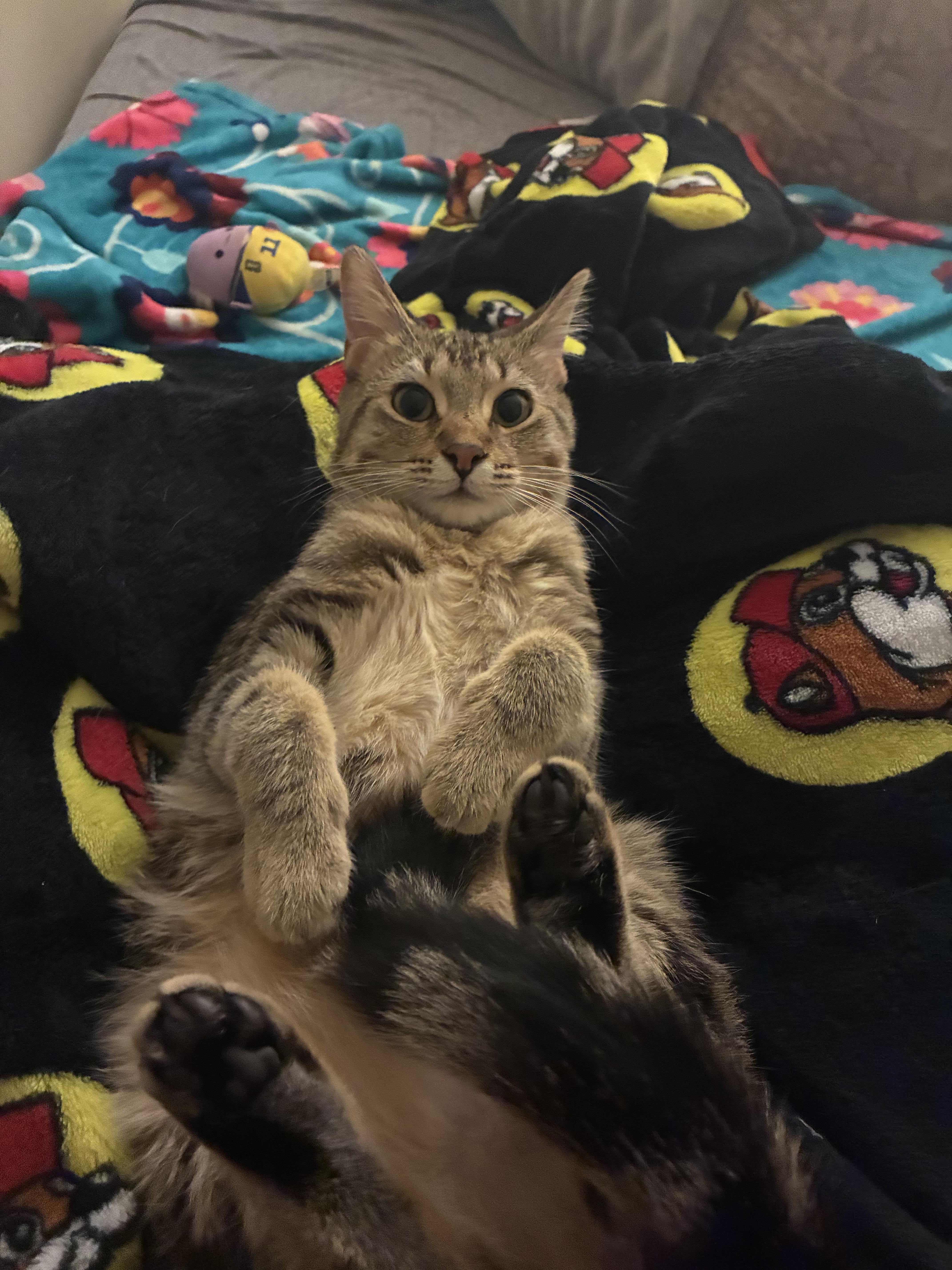 Willa, Adoptable, Kitten Female Domestic Short Hair.