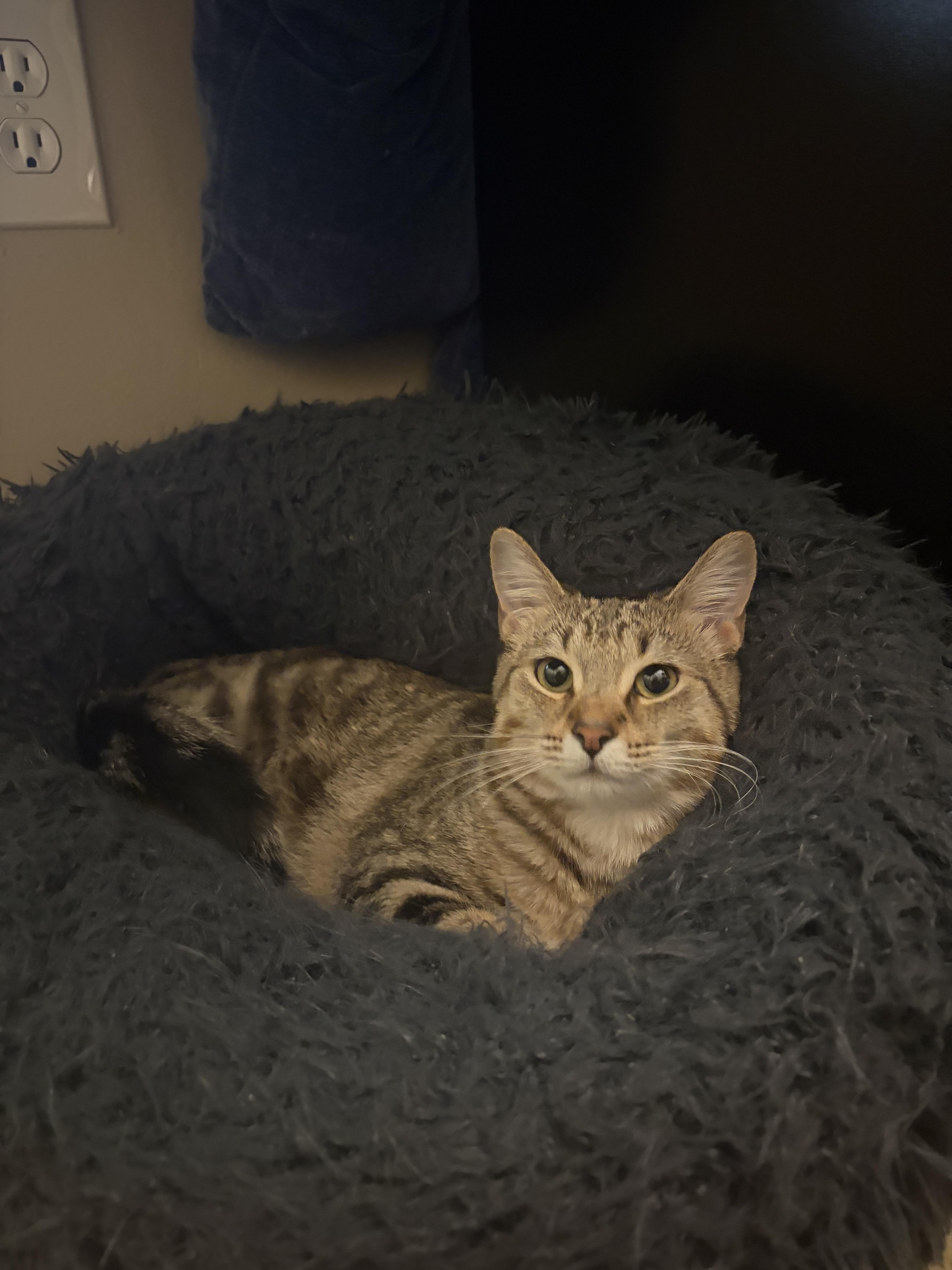Enlarge Willa, a Adoptable Domestic Short Hair in Columbus, OH image 3/6