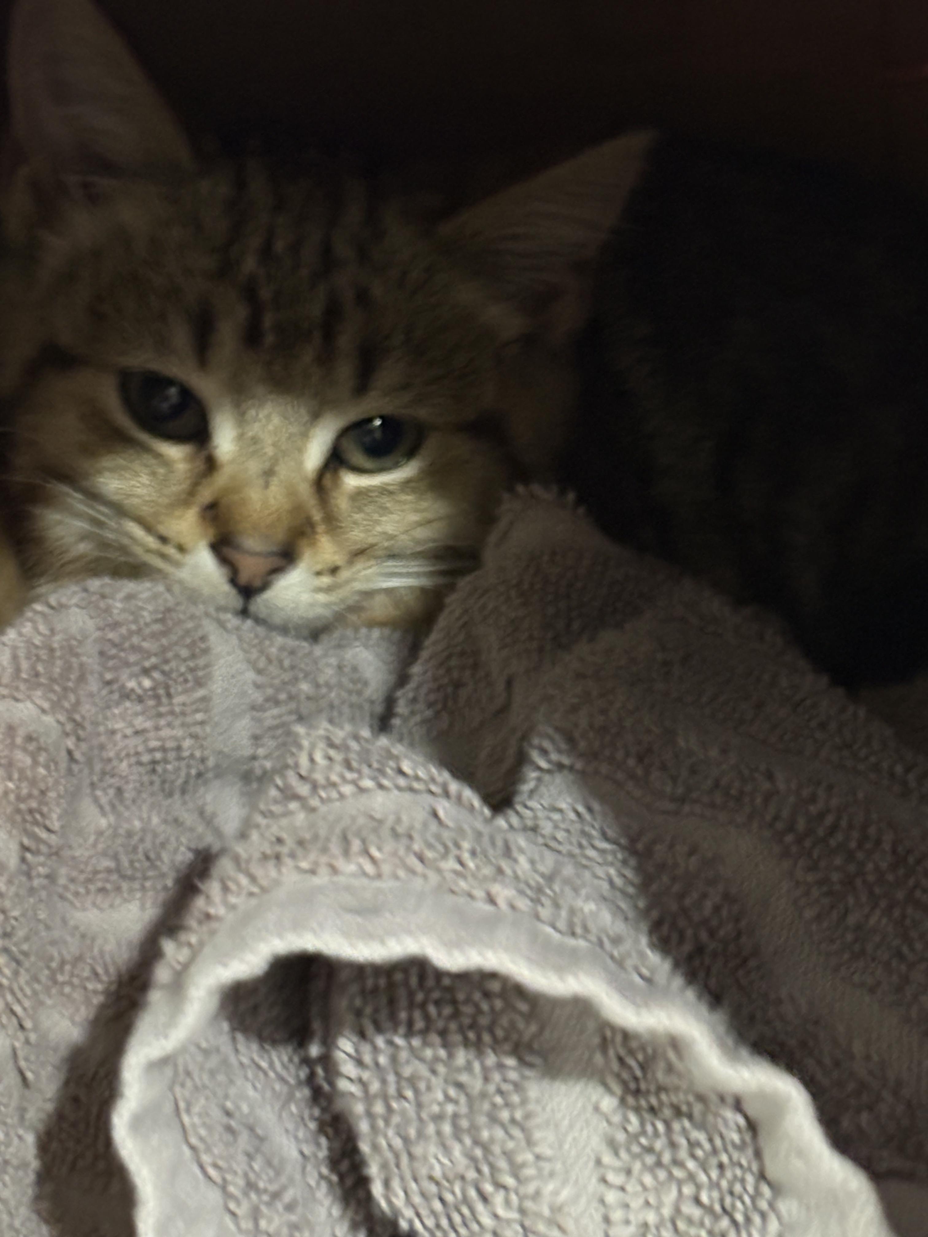 Willa, a Adoptable Domestic Short Hair in Columbus, OH image 3/3