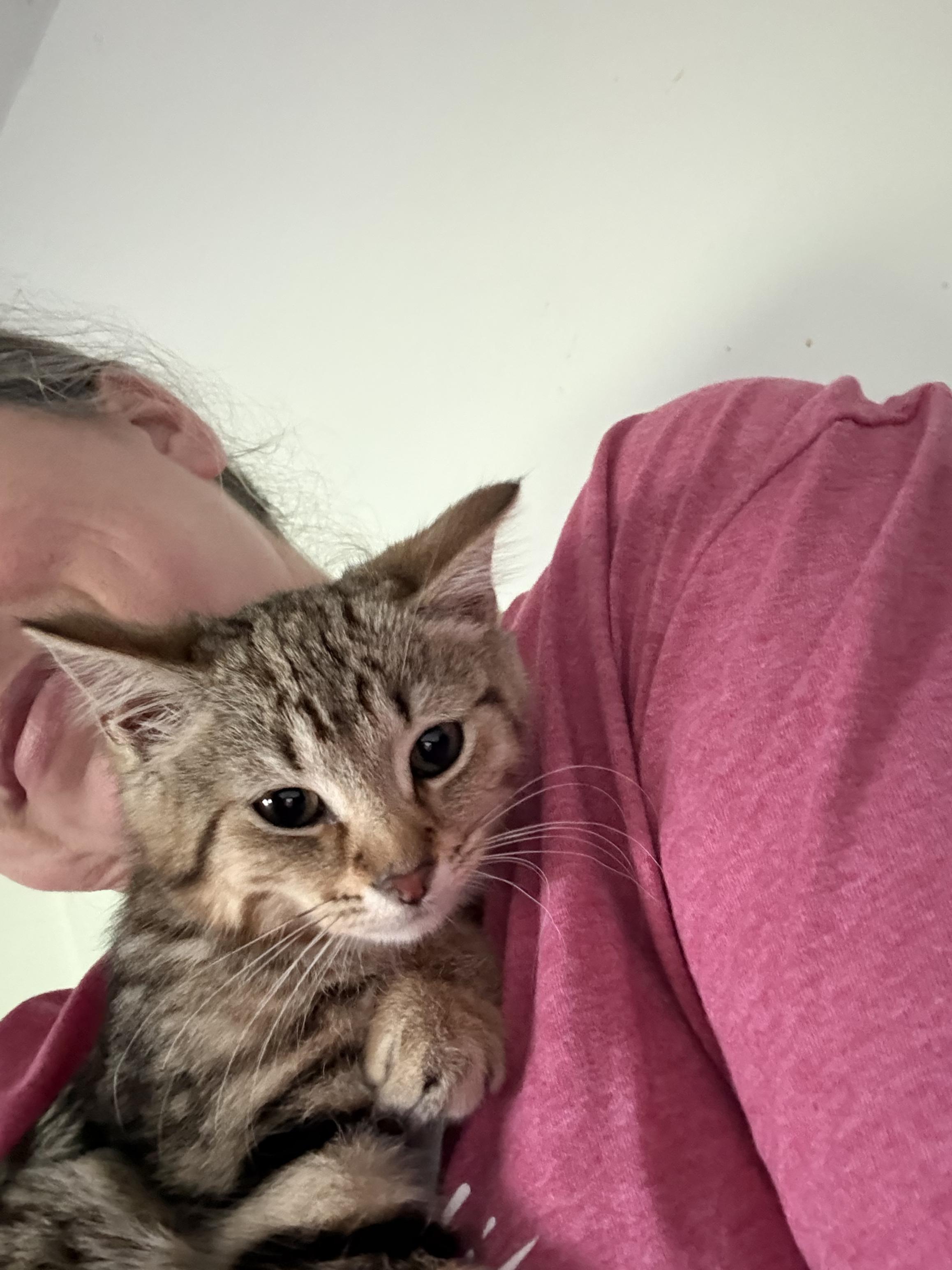 Willa, Adoptable, Kitten Female Domestic Short Hair.