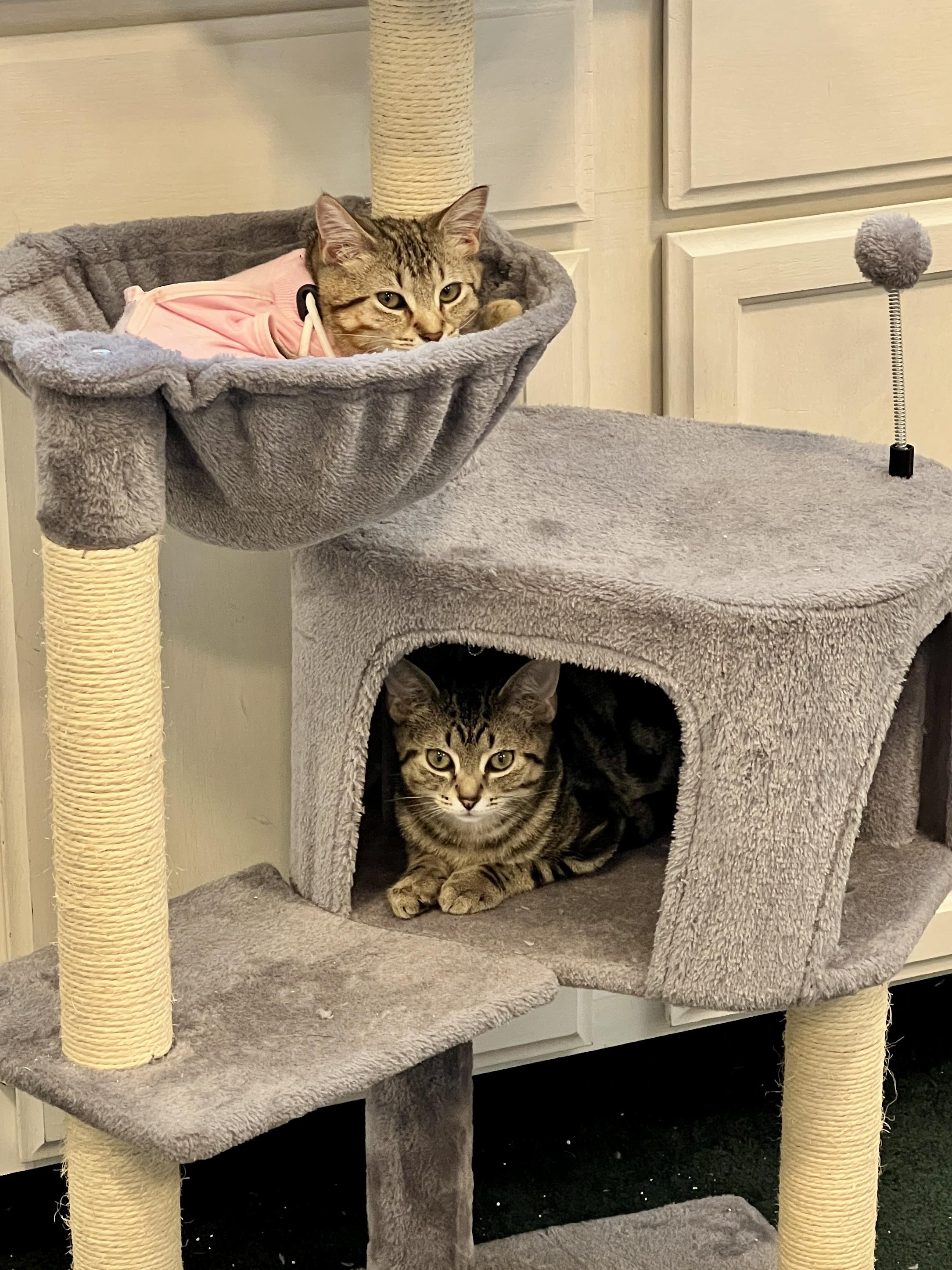 Willa, a Adoptable Domestic Short Hair in Columbus, OH image 6/6