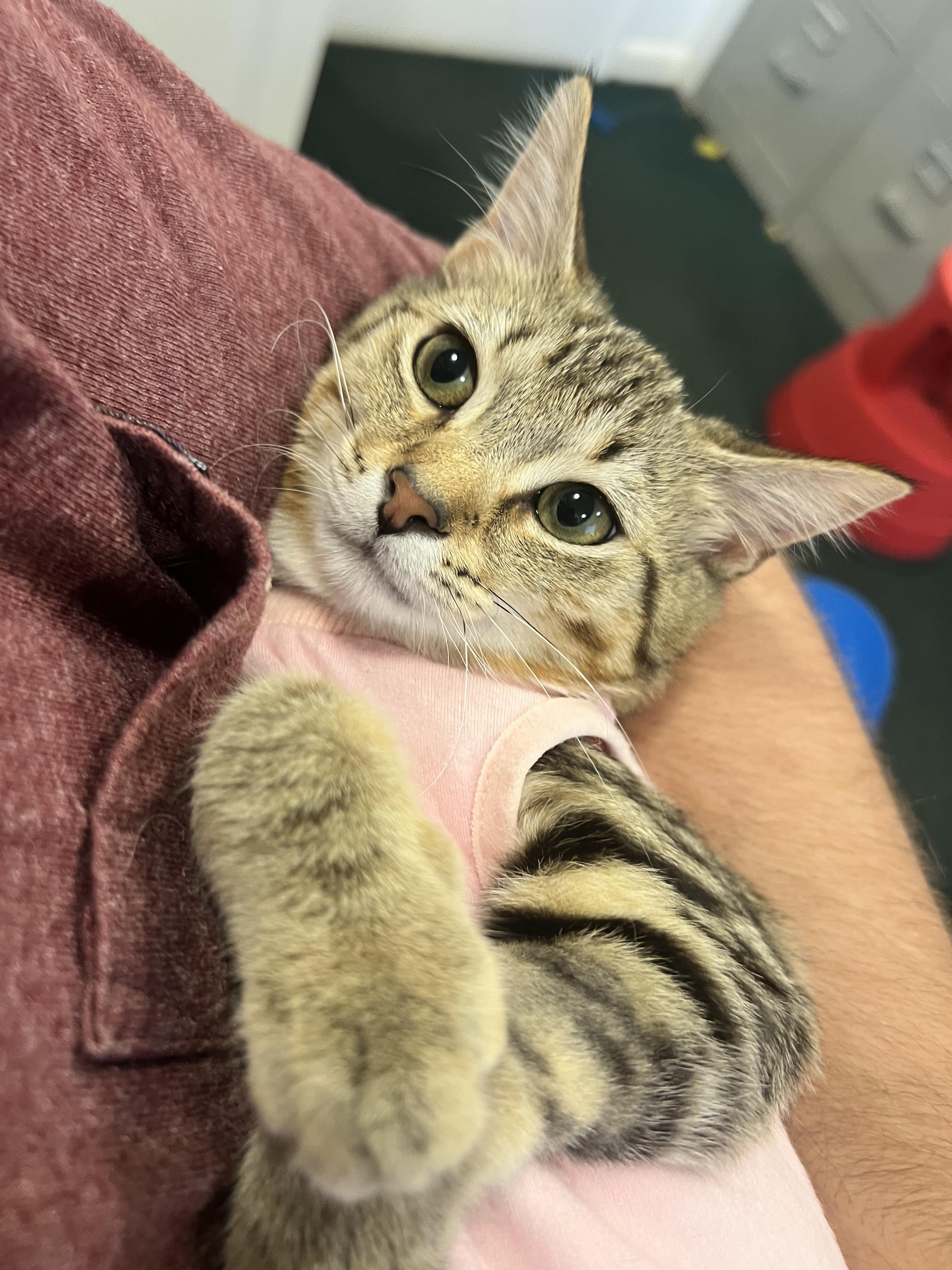 Willa, Adoptable, Kitten Female Domestic Short Hair.