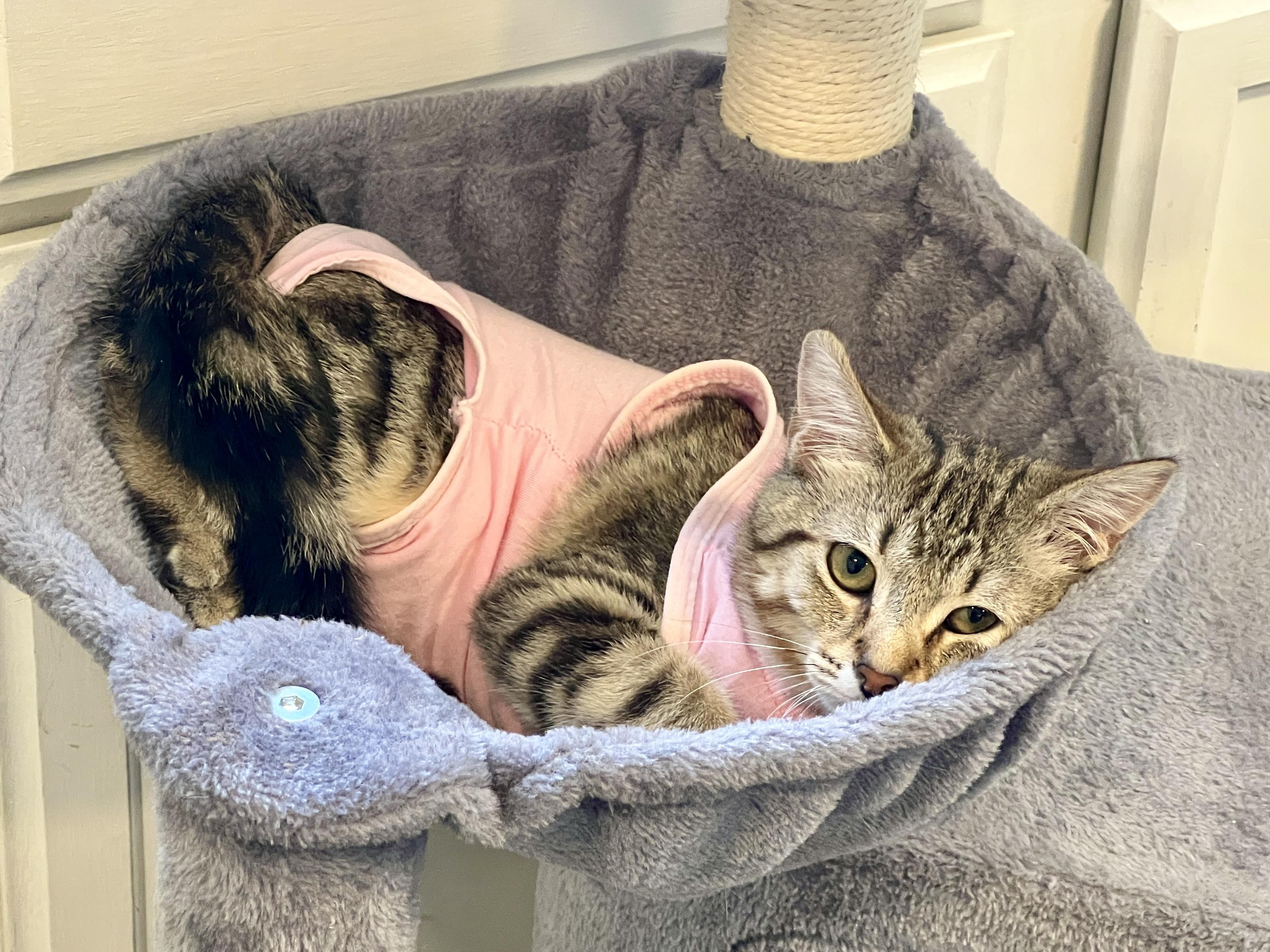 Willa, a Adoptable Domestic Short Hair in Columbus, OH image 5/6