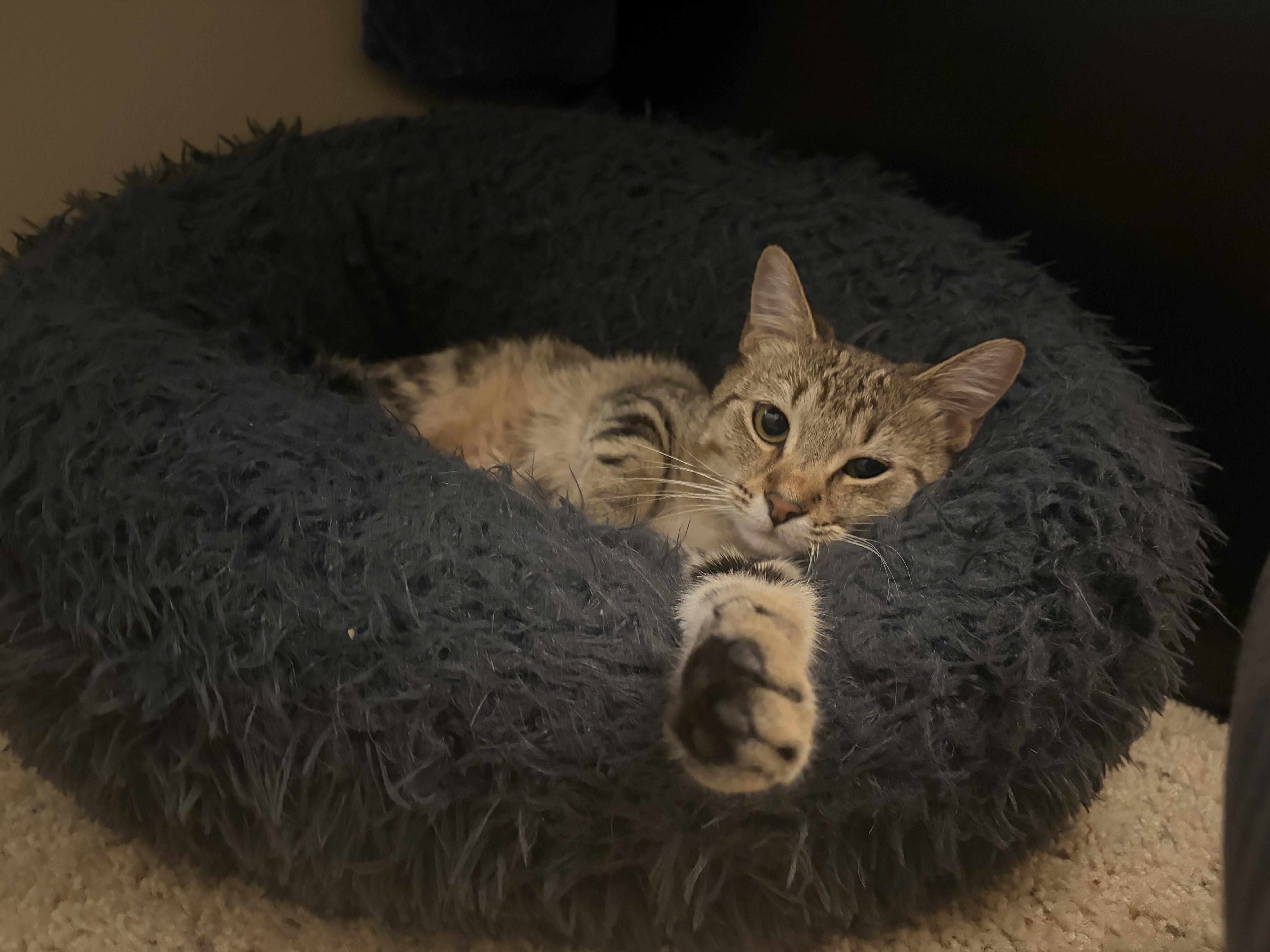 Enlarge Willa, a Adoptable Domestic Short Hair in Columbus, OH image 6/6