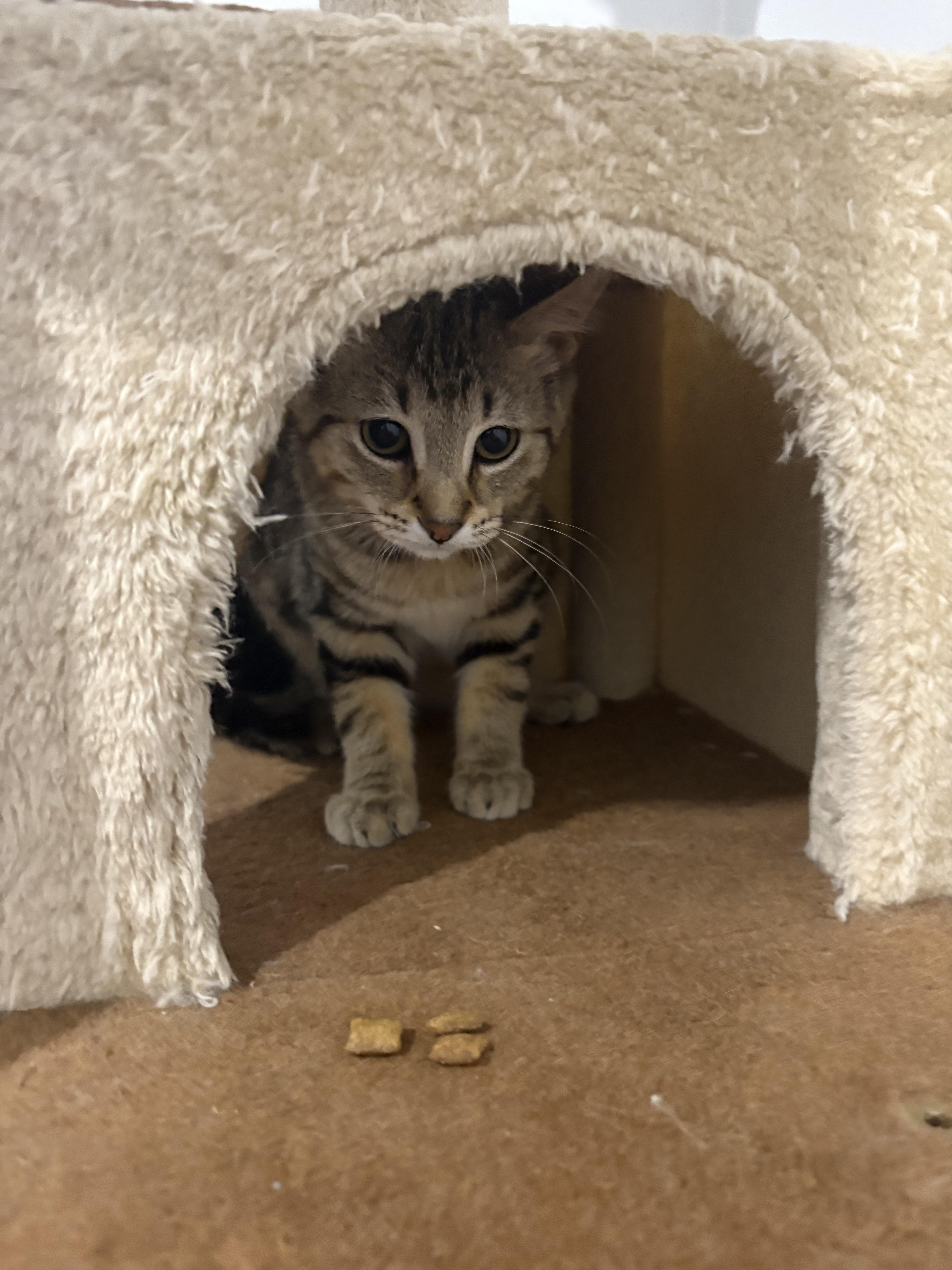 Willa, a Adoptable Domestic Short Hair in Columbus, OH image 2/3