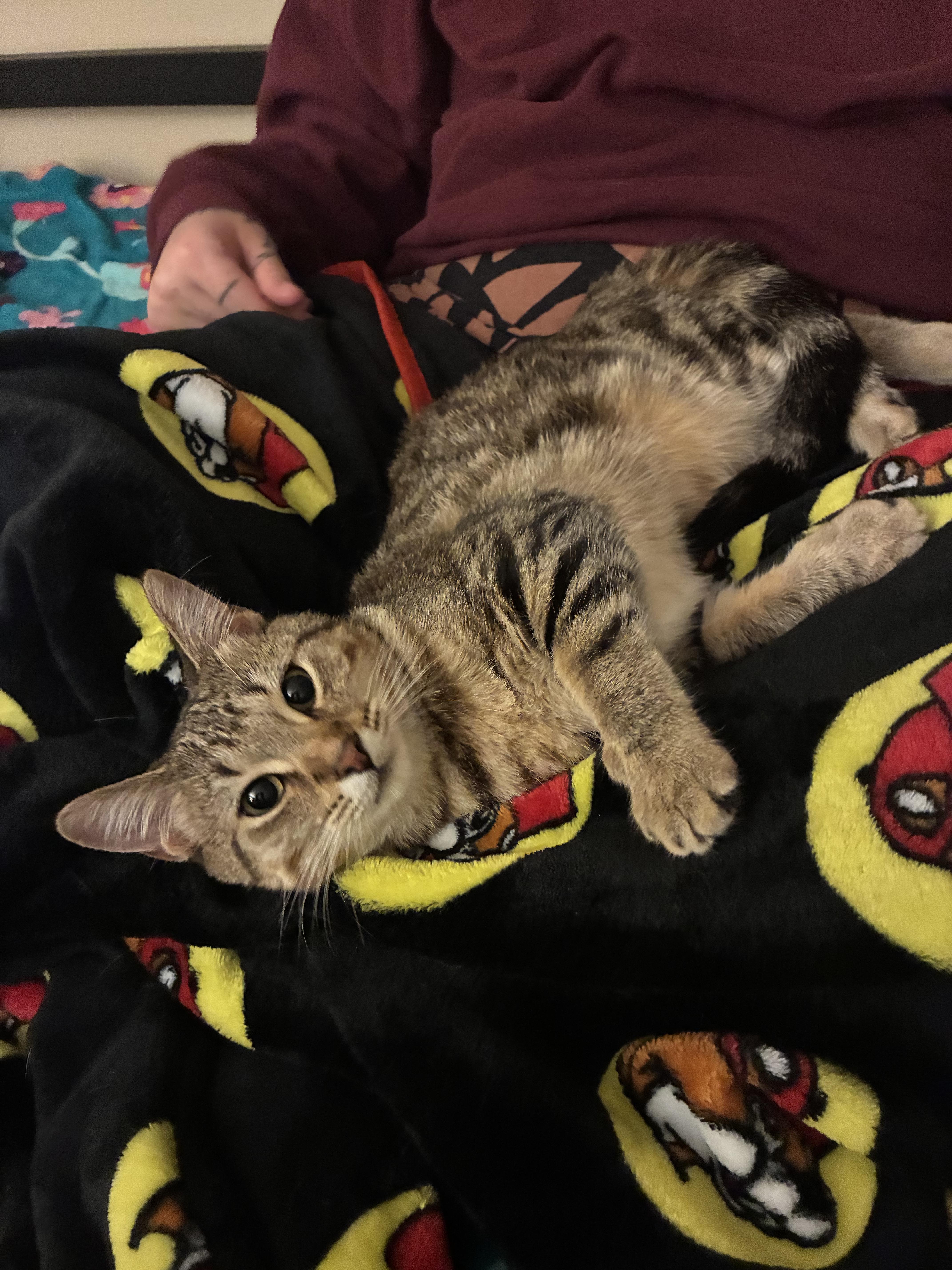 Enlarge Willa, a Adoptable Domestic Short Hair in Columbus, OH image 4/6