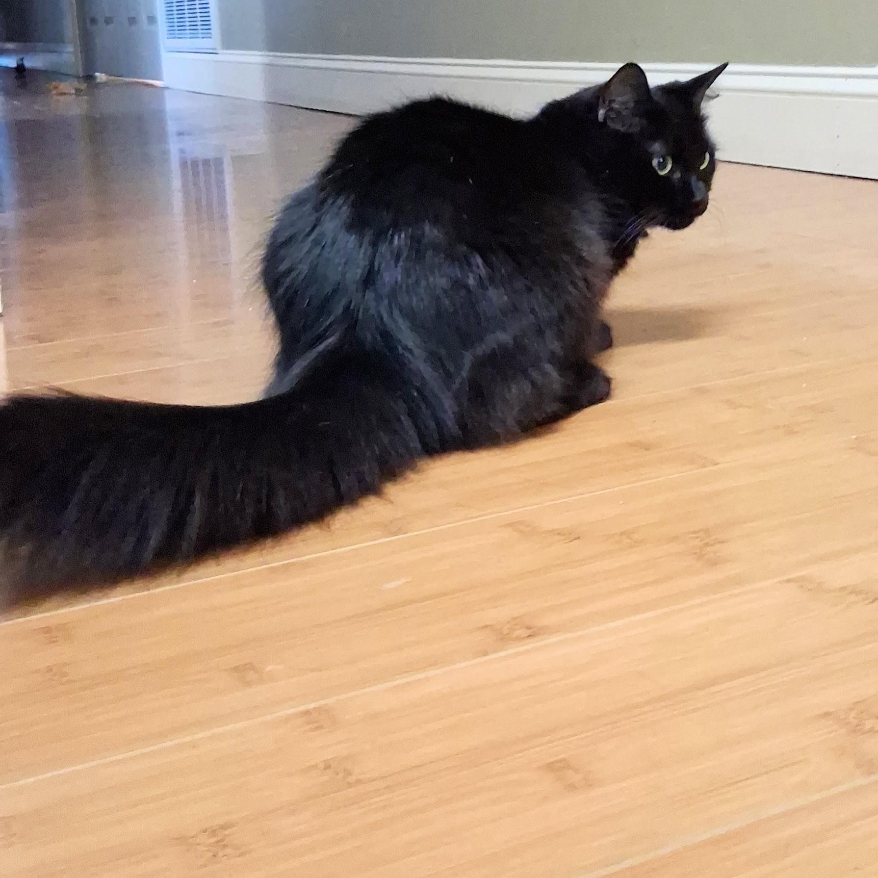 Enlarge Ruby, a Adoptable Domestic Long Hair in Spartanburg, SC image 6/6