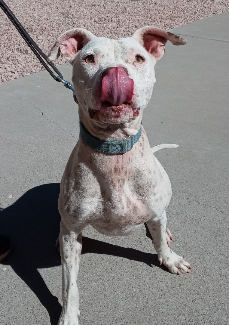 Enlarge Stella, a Adoptable mixed breed in Payson, AZ image 1/12