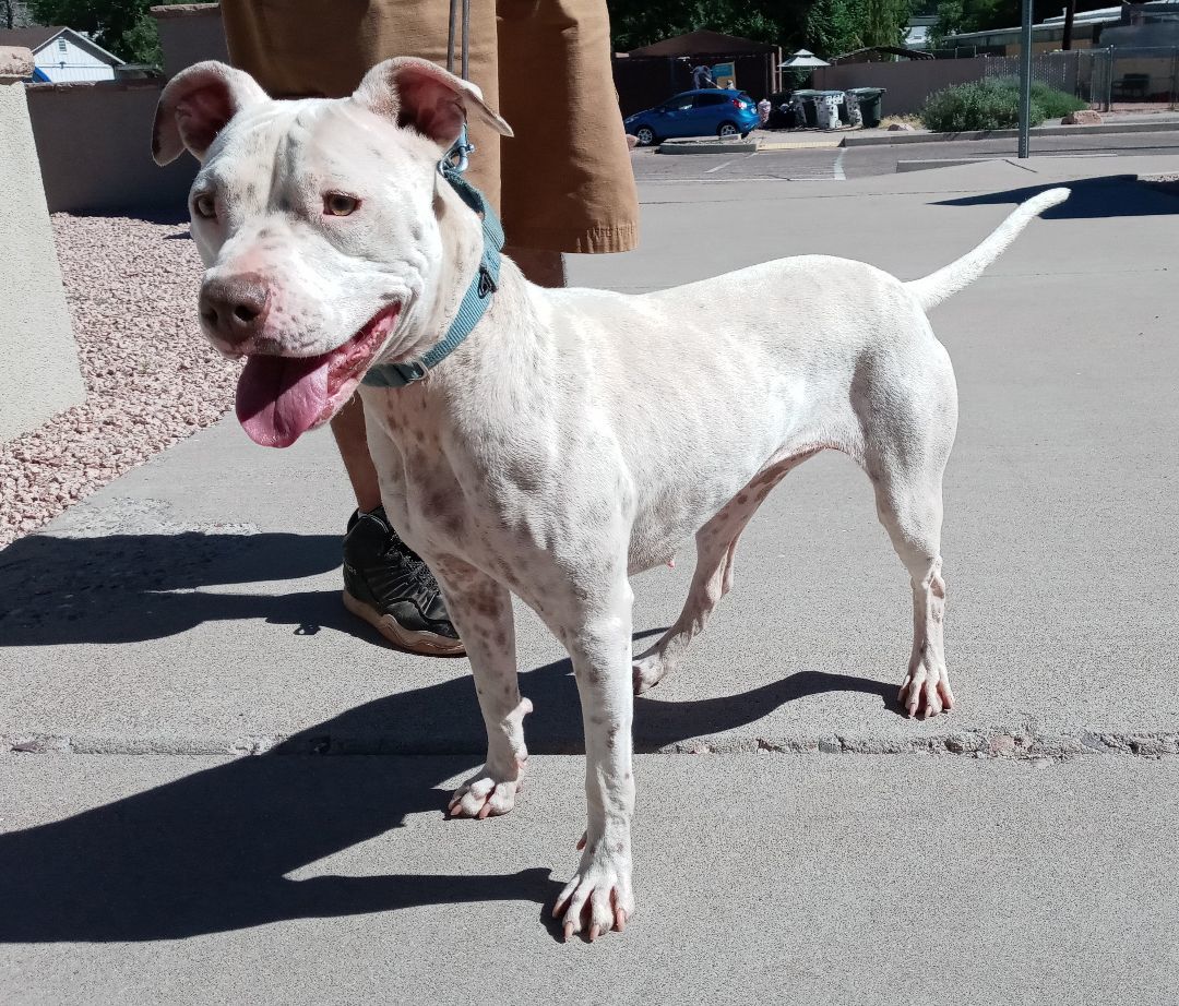 Enlarge Stella, a Adoptable mixed breed in Payson, AZ image 3/12