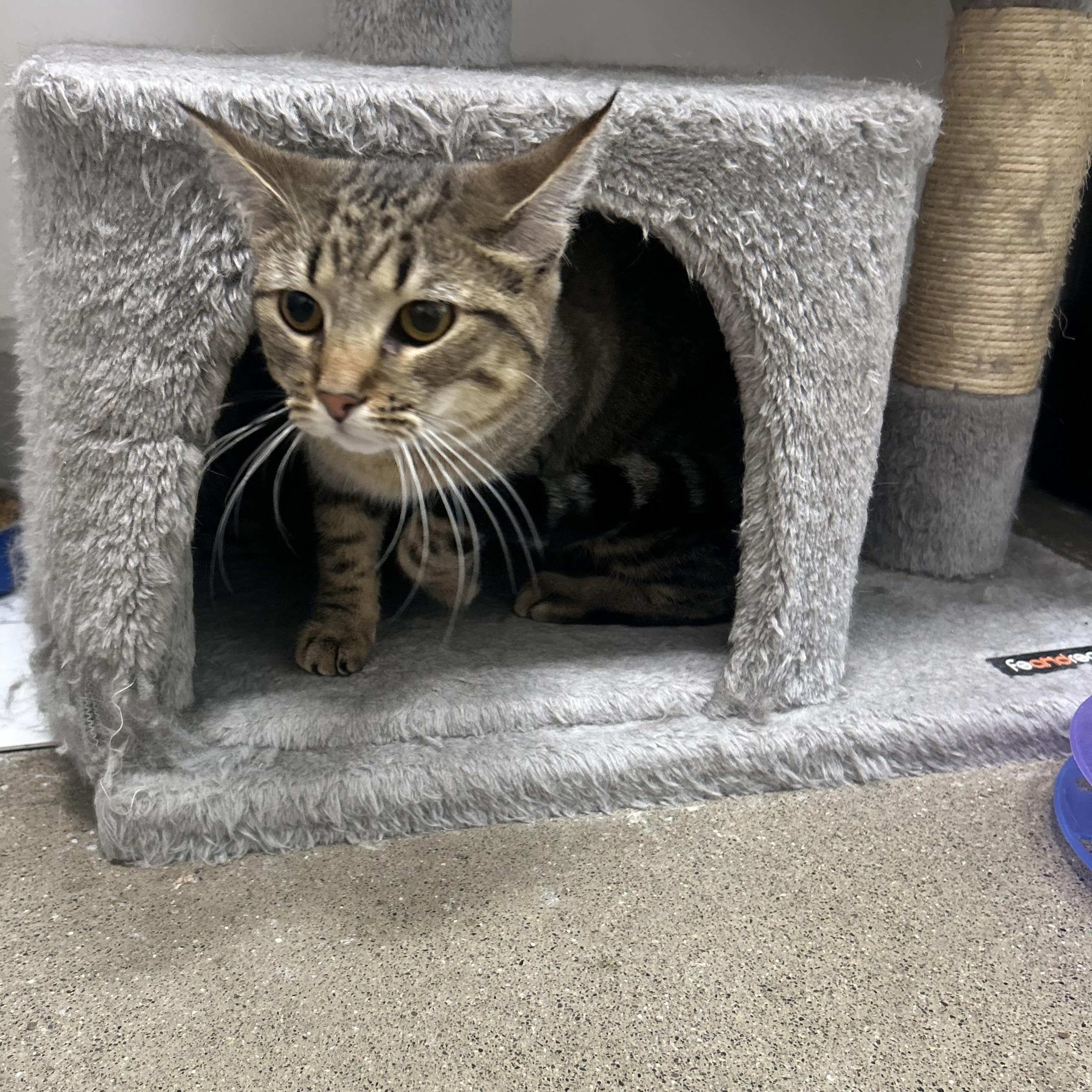 Enlarge Charlotte , a ADOPTABLE Domestic Short Hair in Columbus , OH image 3/4