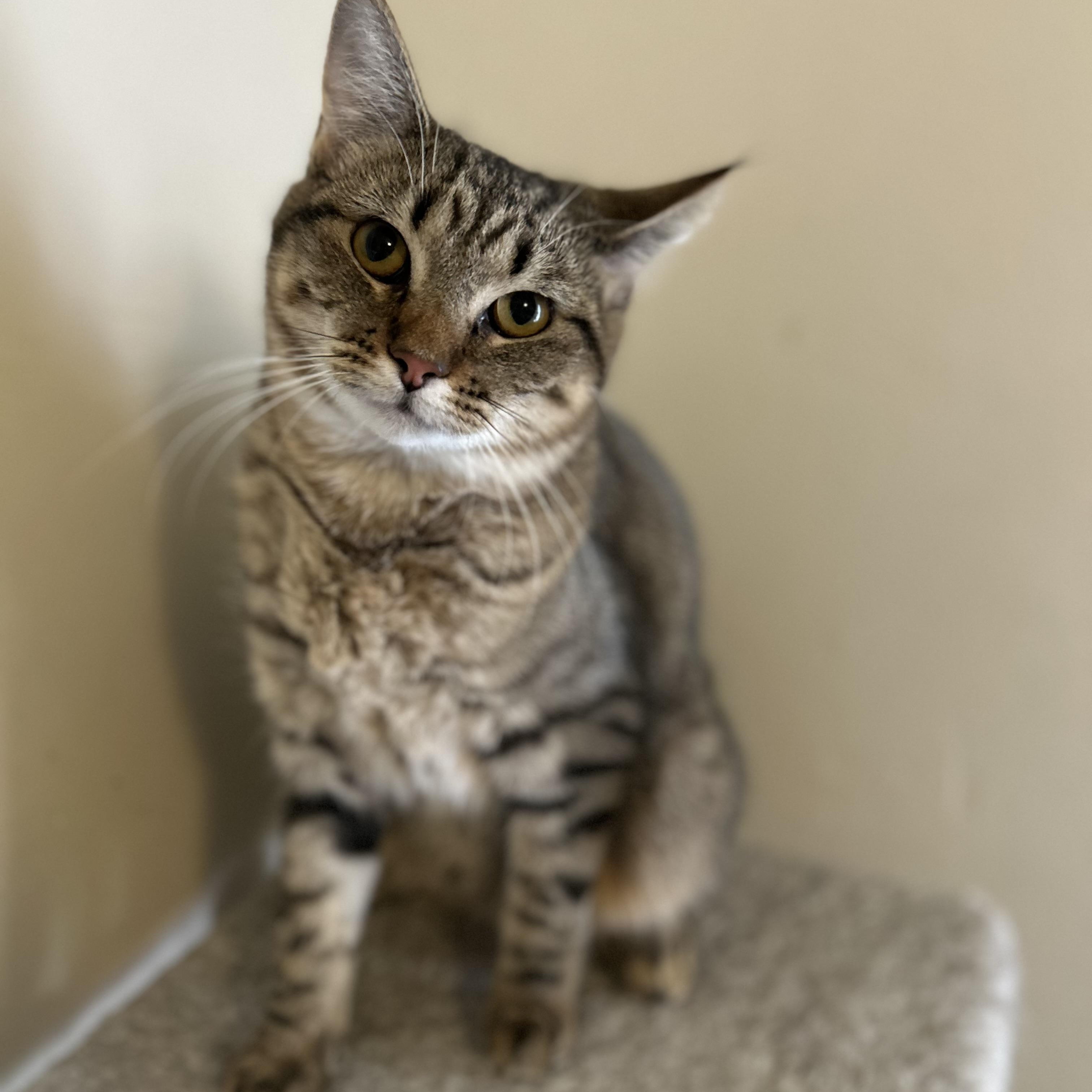 Enlarge Charlotte , a ADOPTABLE Domestic Short Hair in Columbus , OH image 4/4