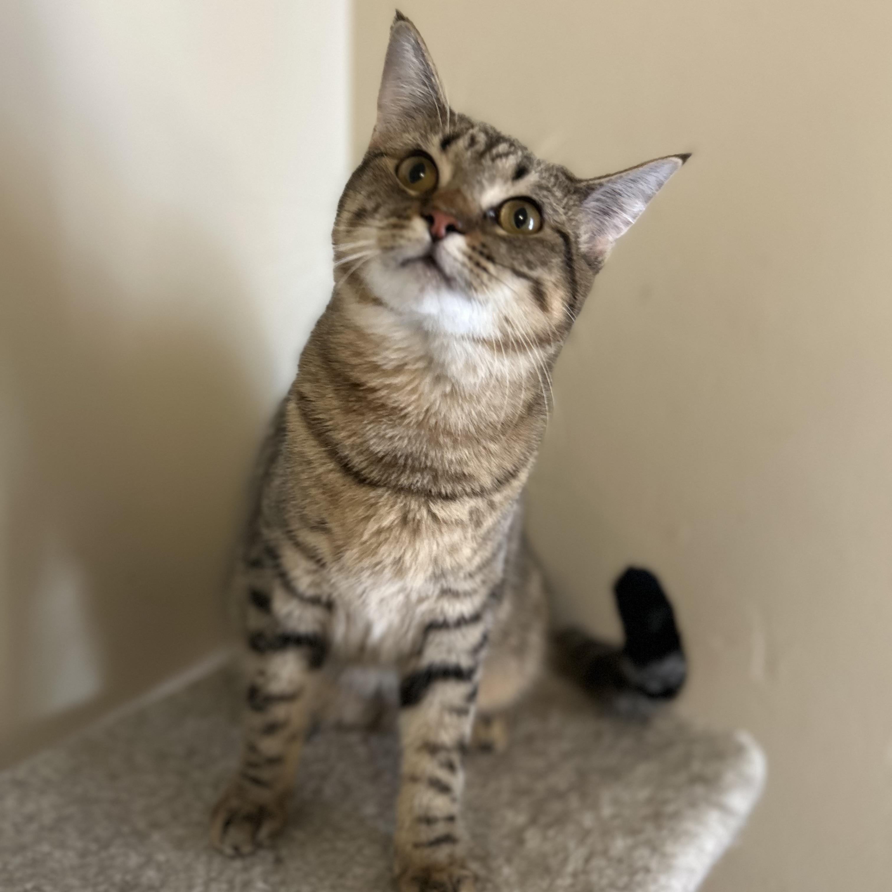 Enlarge Charlotte , a ADOPTABLE Domestic Short Hair in Columbus , OH image 2/4