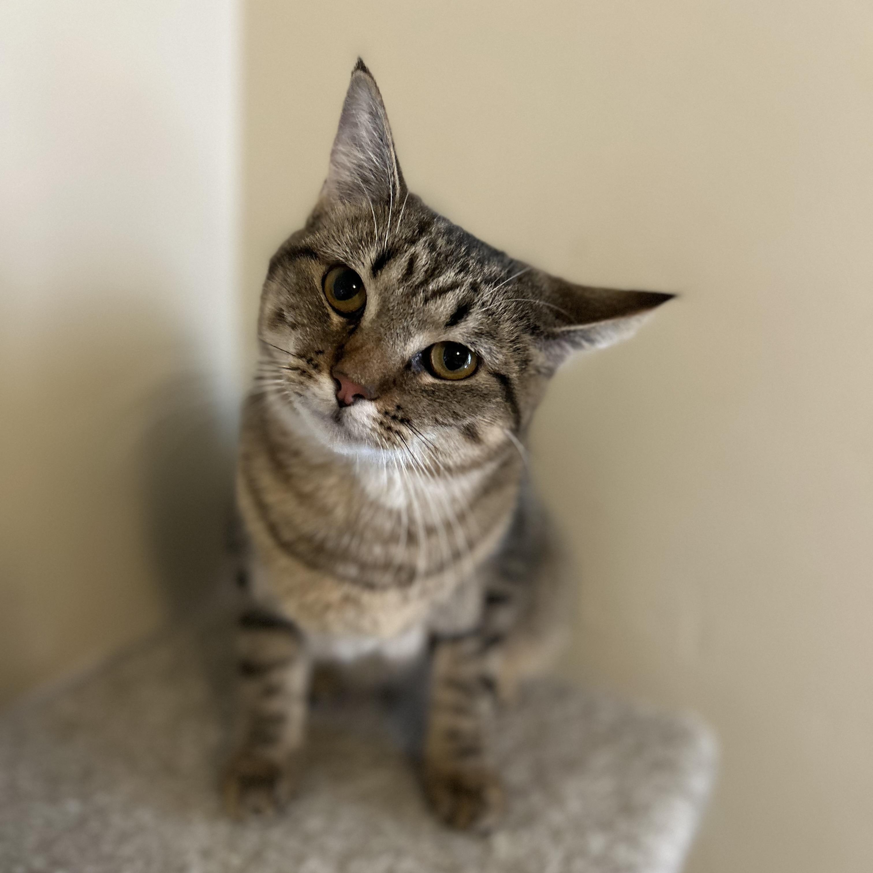 Enlarge Charlotte , a ADOPTABLE Domestic Short Hair in Columbus , OH image 1/4