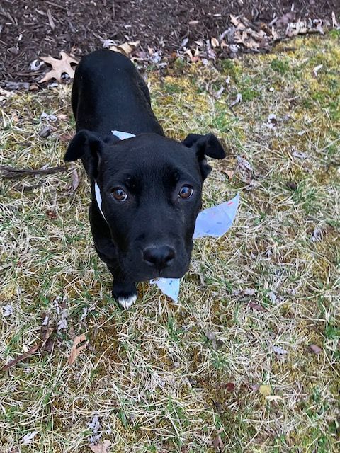 Chrissie, Adopted, Puppy Female Hound & American Staffordshire Terrier.