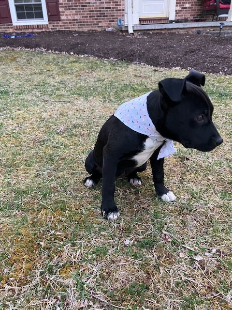 Chrissie, a Adopted mixed breed in Blacksburg, VA image 2/6