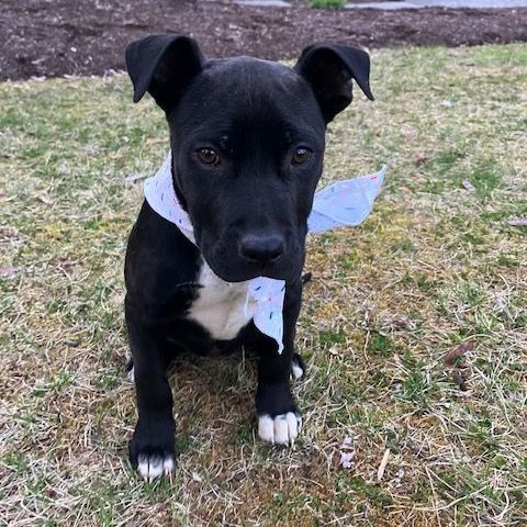 Chrissie, a Adopted mixed breed in Blacksburg, VA image 3/6