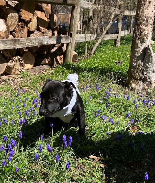 Chrissie, a Adopted mixed breed in Blacksburg, VA image 4/6