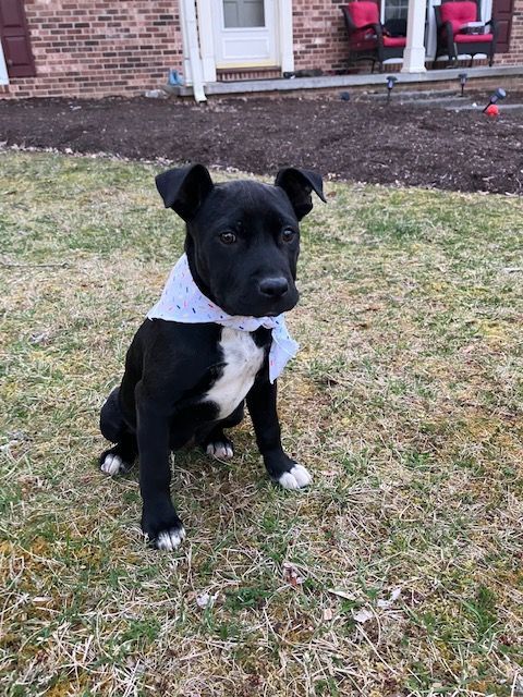 Chrissie, a Adopted mixed breed in Blacksburg, VA image 5/6