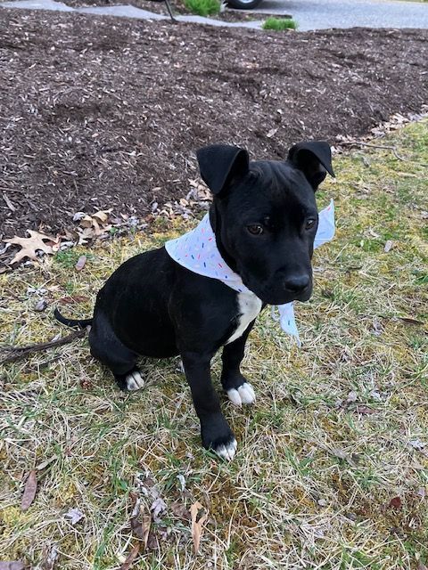 Chrissie, a Adopted mixed breed in Blacksburg, VA image 6/6