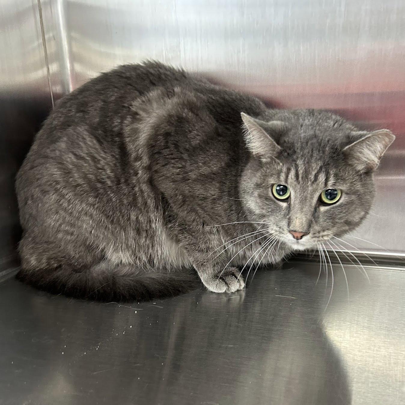 Jamie, Adoptable, Adult Male Tabby & Domestic Short Hair.