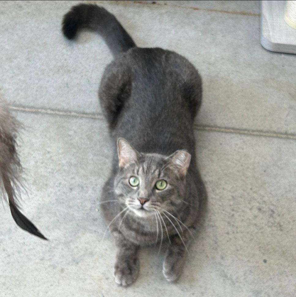 Jamie, Adoptable, Adult Male Tabby & Domestic Short Hair.