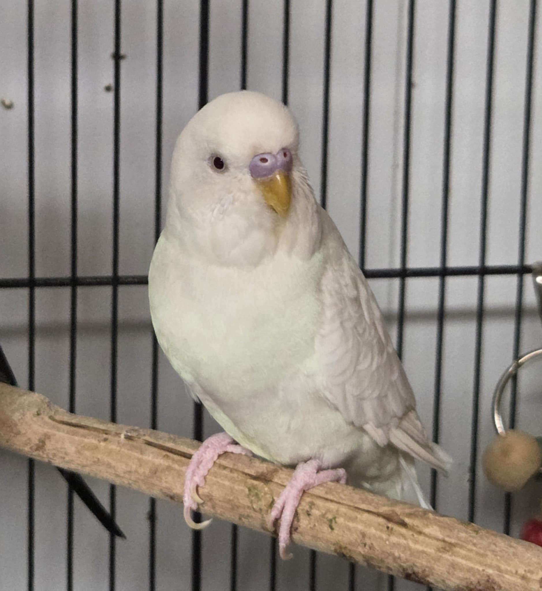 Snowy, Adult Female unknown