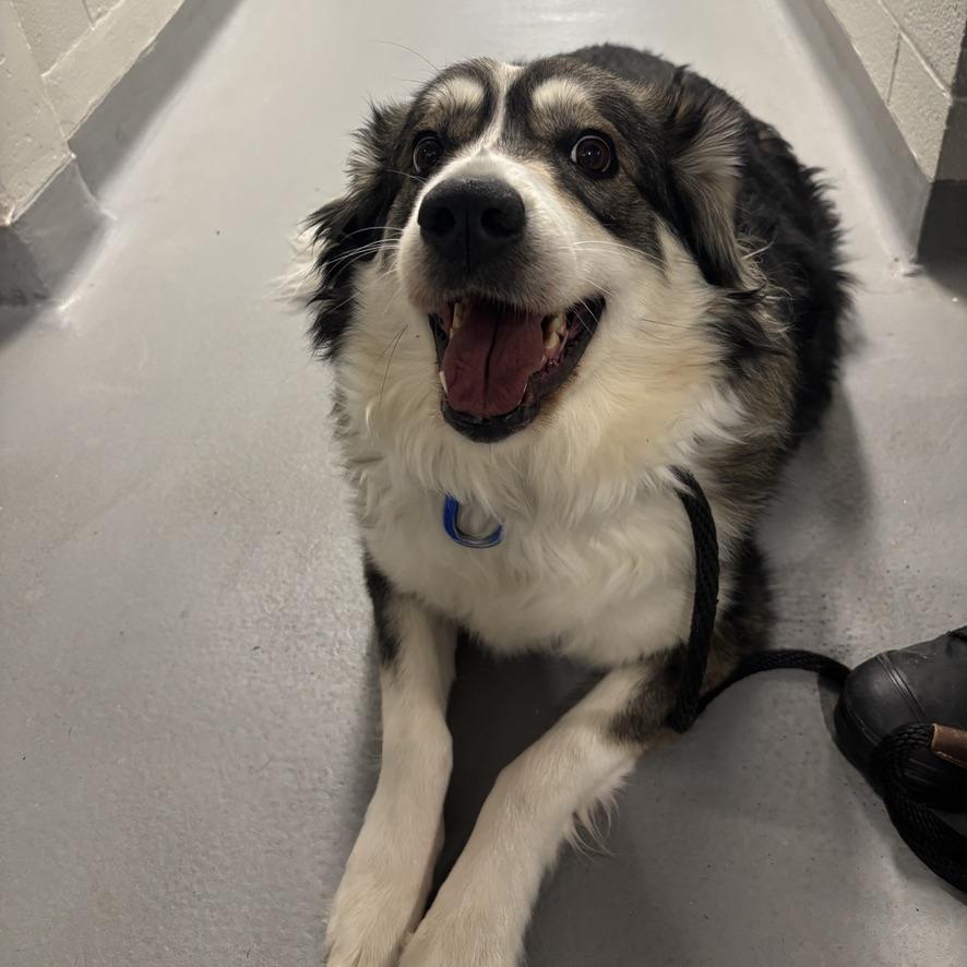 Enlarge Lily, an adopted mixed breed in Mississauga, ON image 3/3