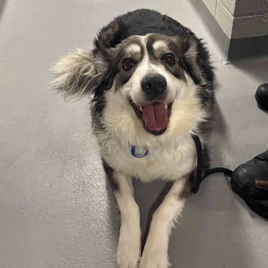 Lily, adopted, Adult Female Australian Shepherd.