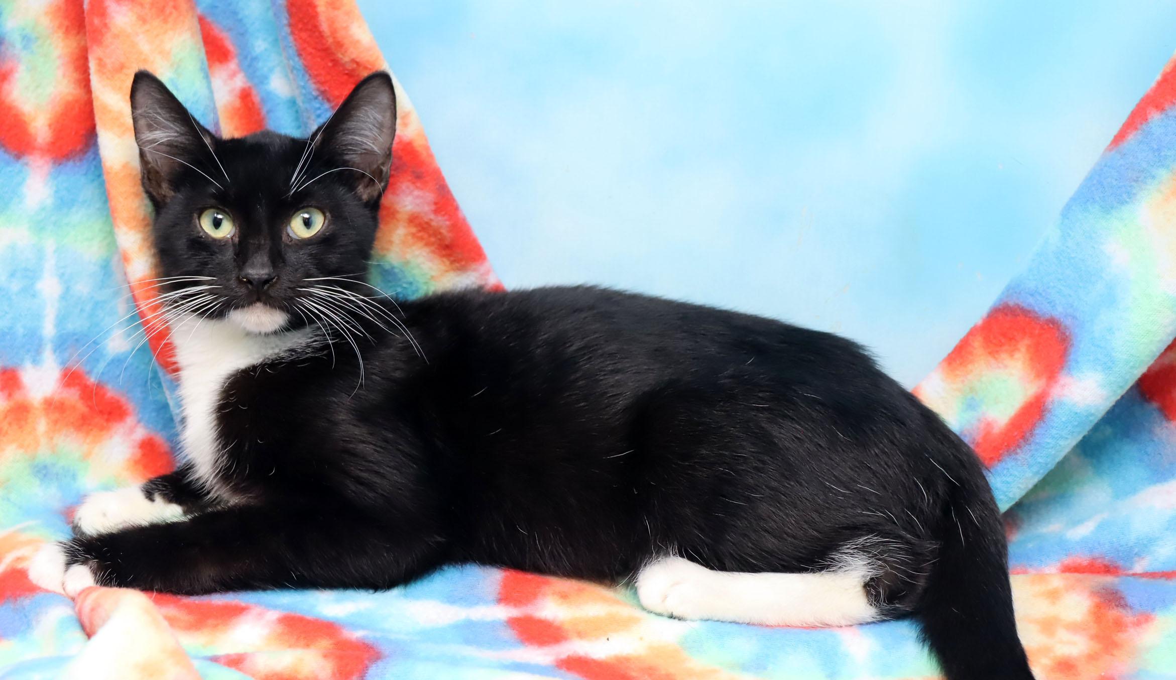 Enlarge Hugo, an adopted Domestic Short Hair in Tierra Verde, FL image 2/3