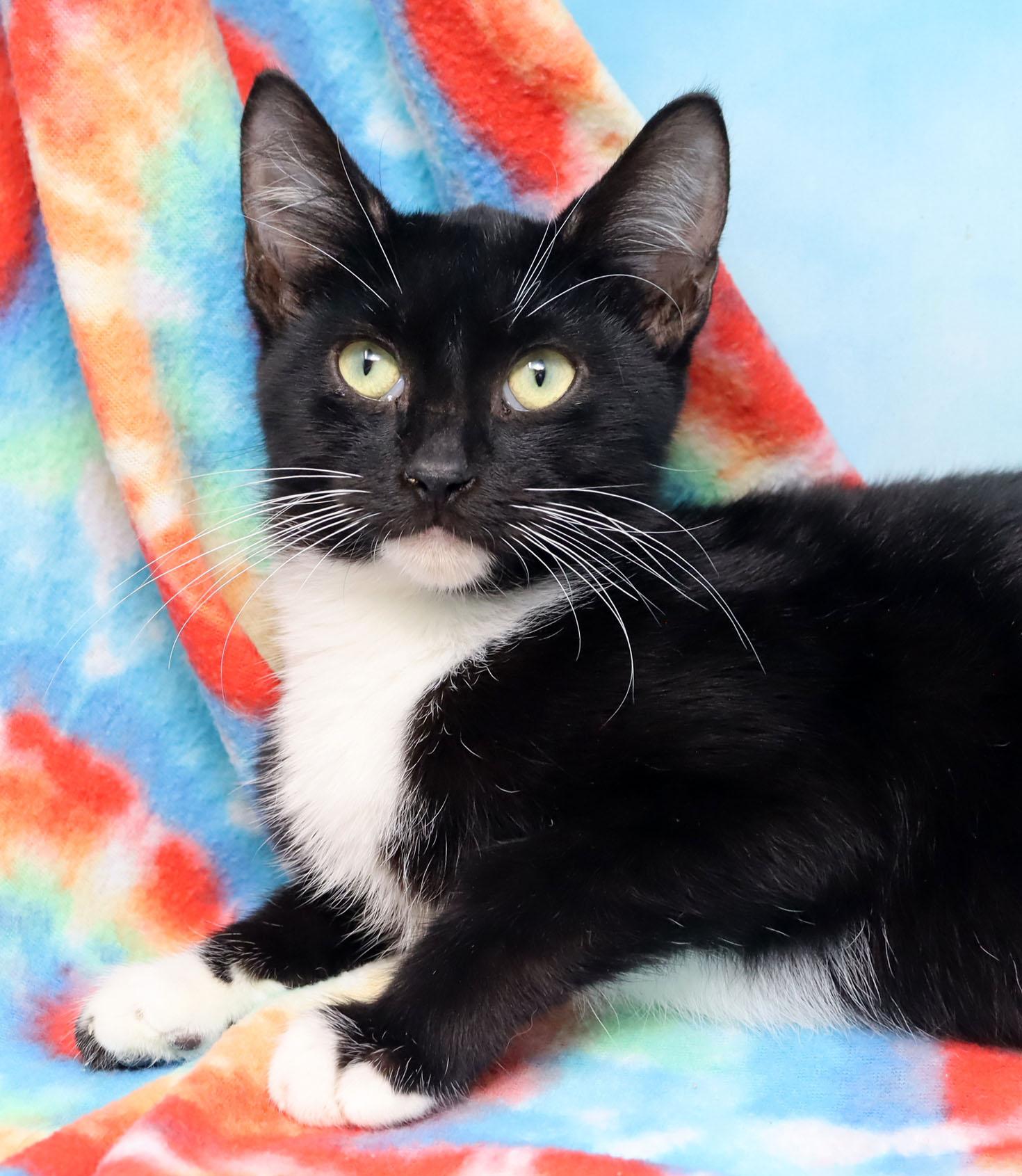 Hugo, adopted, Young Male Domestic Short Hair.