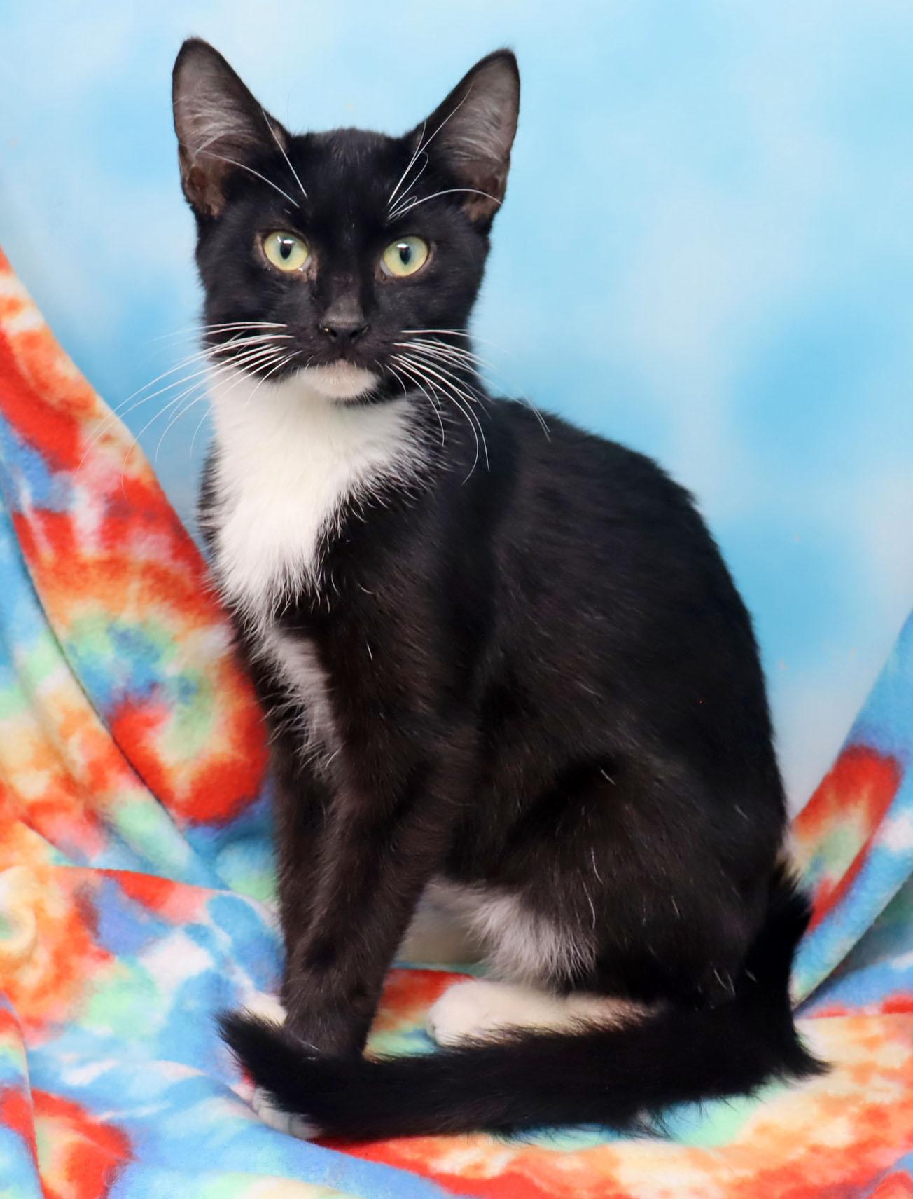 Enlarge Hugo, an adopted Domestic Short Hair in Tierra Verde, FL image 3/3