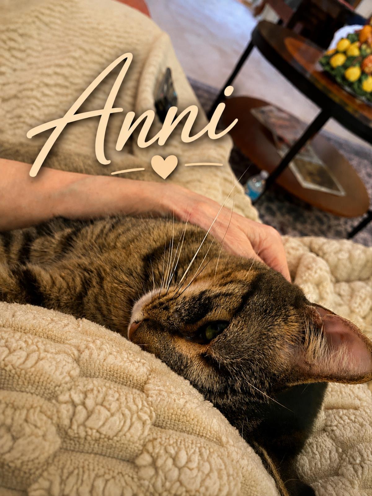 Enlarge Annie, a Adoptable mixed breed in St. Augustine, FL image 2/4