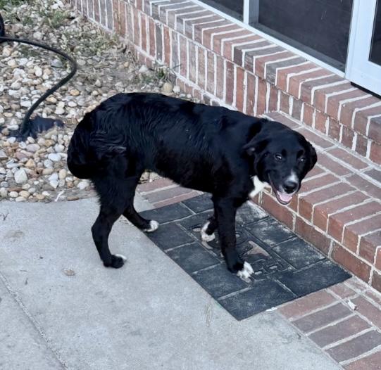 Gypsy (Courtesy Post), ADOPTABLE, Young Female Black Labrador Retriever & Border Collie.