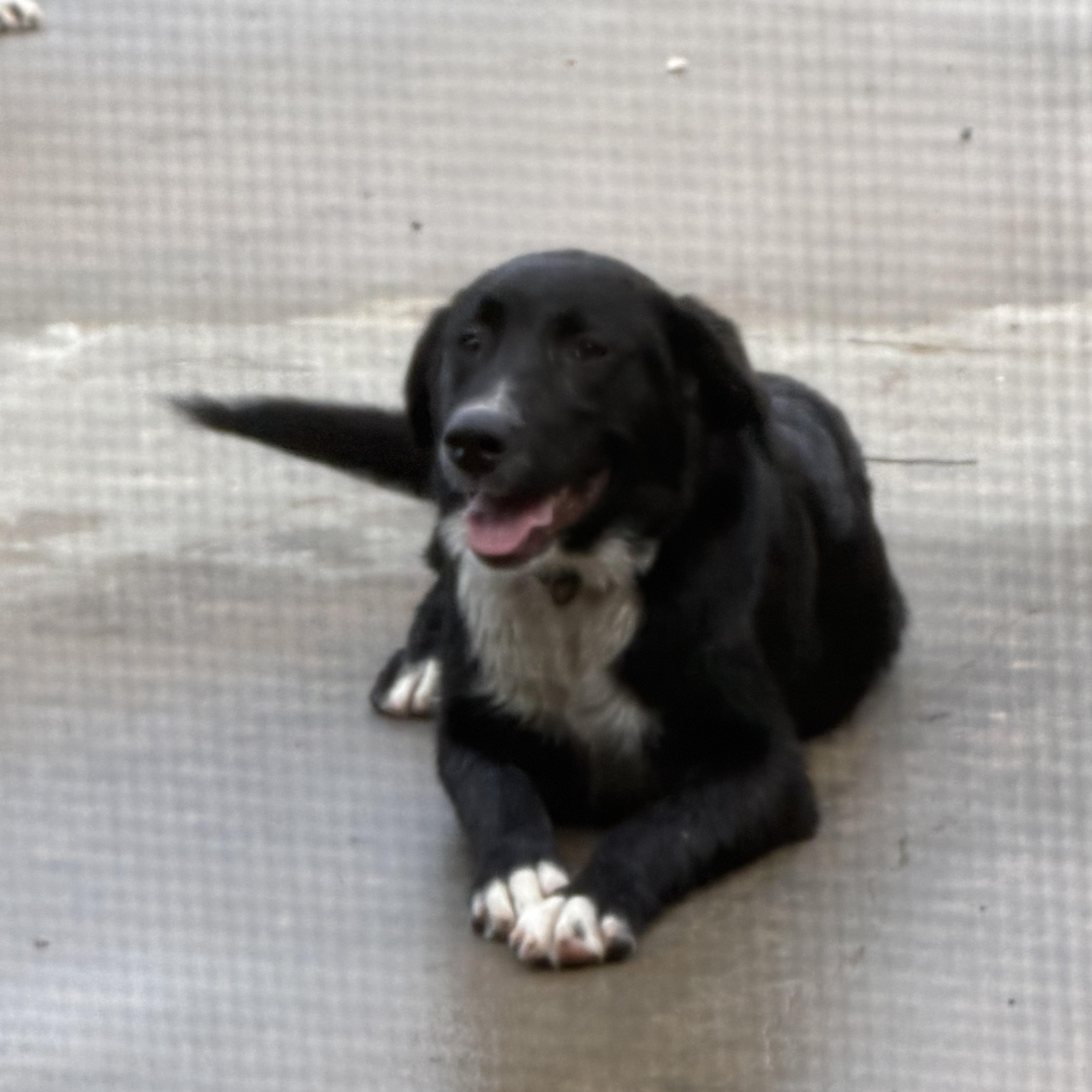 Enlarge Gypsy (Courtesy Post), a ADOPTABLE mixed breed in Statesboro, GA image 2/4