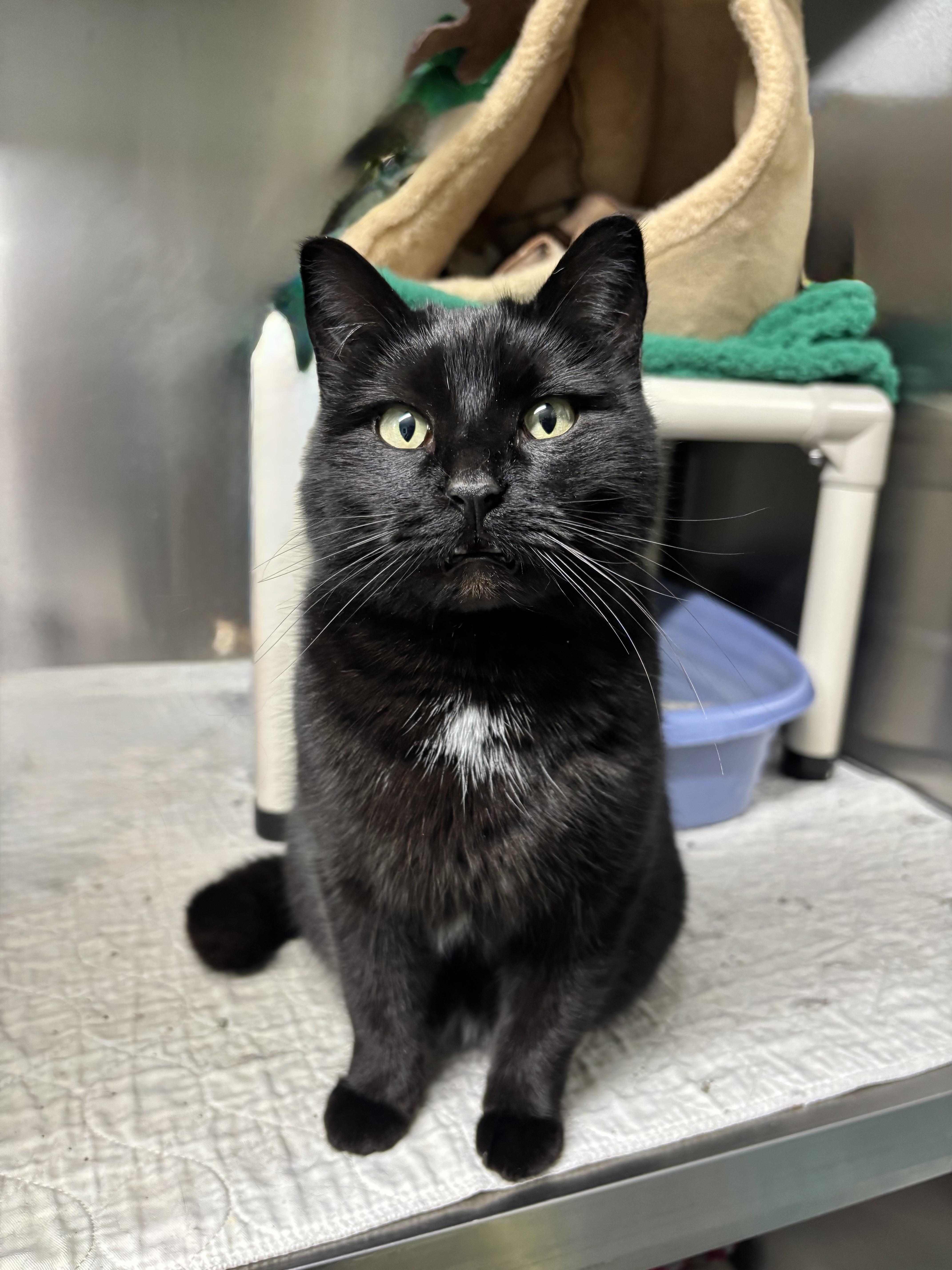 Frankie, adopted, Adult Female Domestic Short Hair.