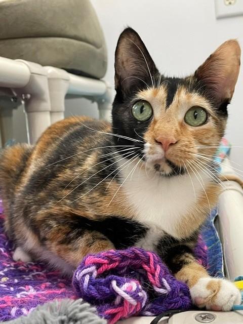 Enlarge Snickers, an adopted Domestic Short Hair in Hayward, WI image 1/1