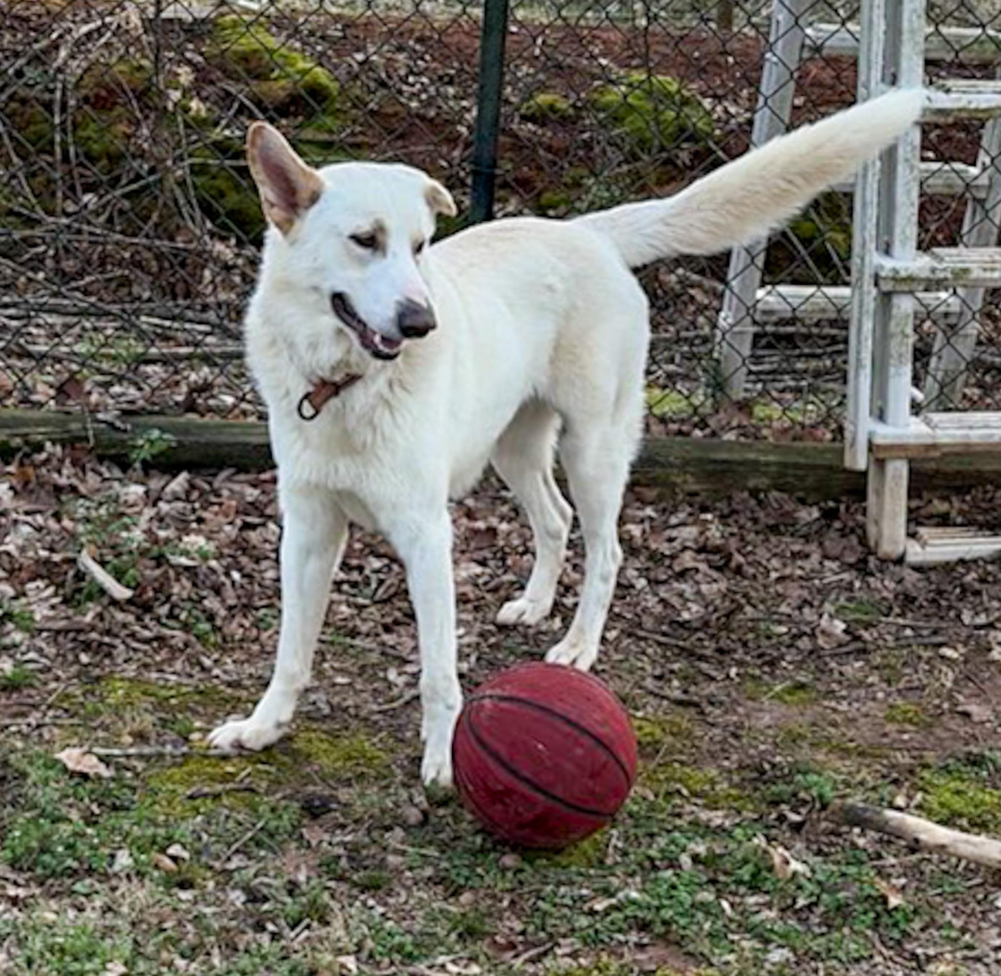 Enlarge Hemi: He's Got Game , an adopted mixed breed in Pennington, NJ image 4/6