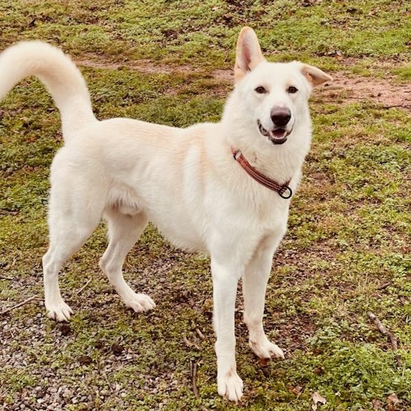 Enlarge Hemi: He's Got Game , an adopted mixed breed in Pennington, NJ image 3/6