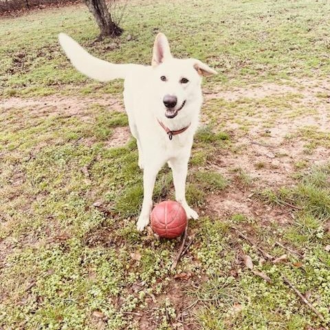 Enlarge Hemi: He's Got Game , an adopted mixed breed in Pennington, NJ image 5/6