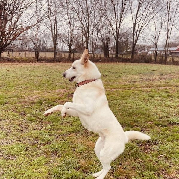 Enlarge Hemi: He's Got Game , an adopted mixed breed in Pennington, NJ image 2/6