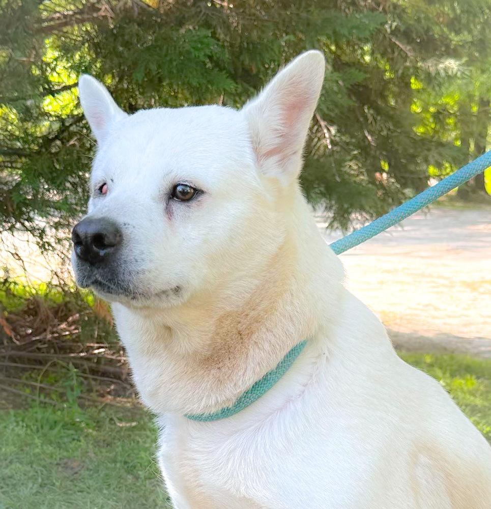 Sally, Adopted, Adult Female Shepherd & Husky.