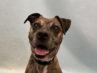 Hobbs, Adoptable, Adult Male Mountain Cur & Pit Bull Terrier.