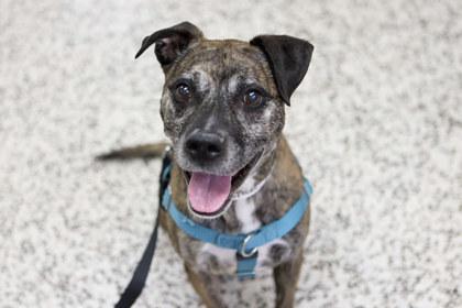 Enlarge Hobbs, a Adoptable mixed breed in Golden Valley, MN image 3/3