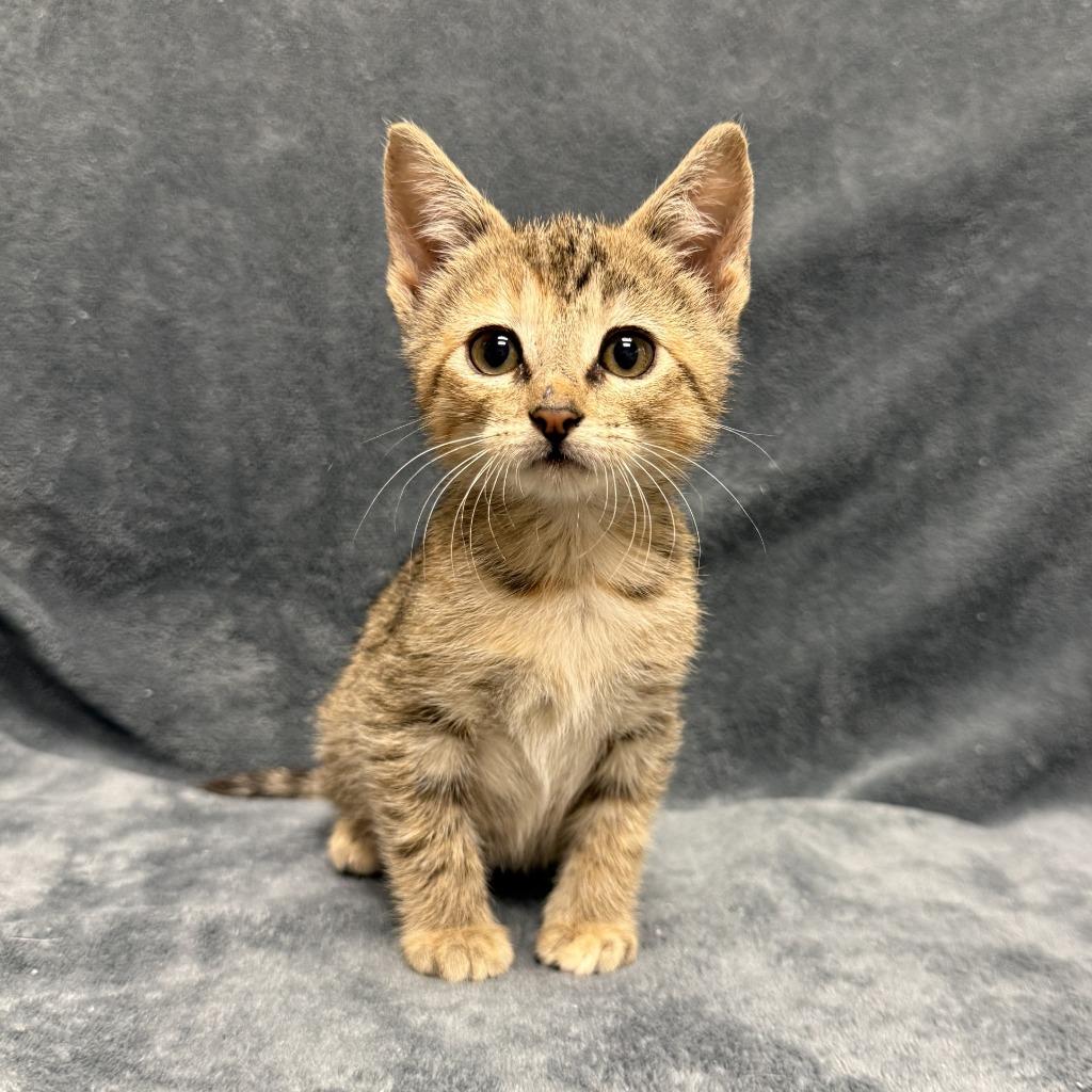 Enlarge Mallow, a Adoptable mixed breed in Brenham, TX image 3/6