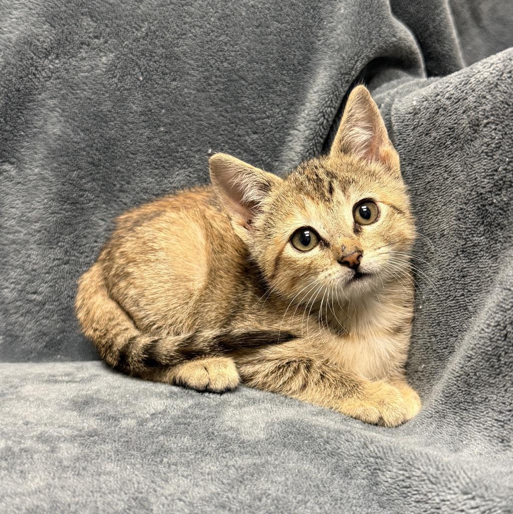 Enlarge Mallow, a Adoptable mixed breed in Brenham, TX image 2/6