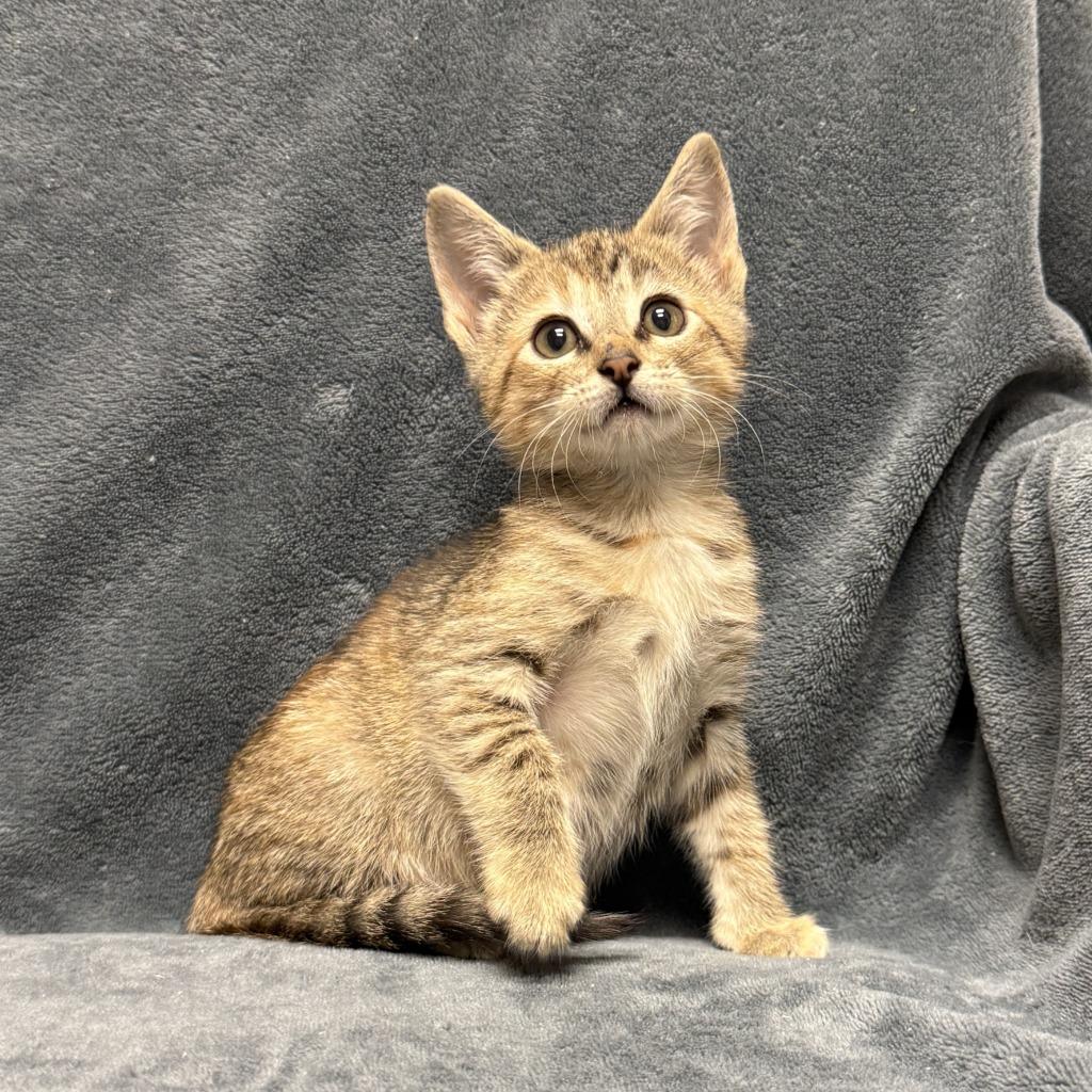 Enlarge Mallow, a Adoptable mixed breed in Brenham, TX image 4/6