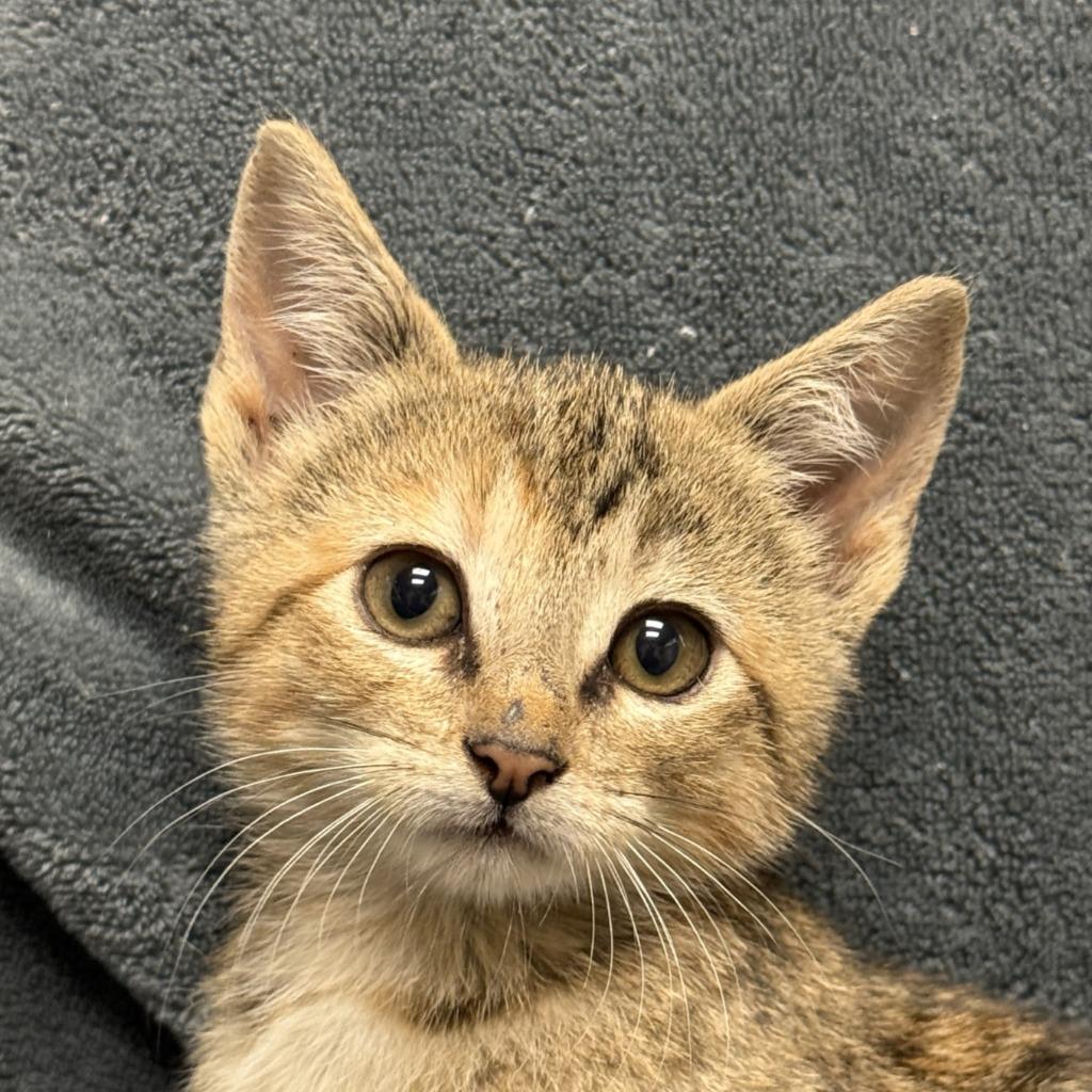 Enlarge Mallow, a Adoptable mixed breed in Brenham, TX image 1/6