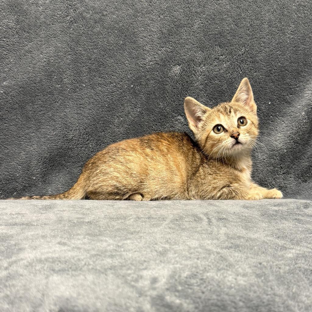 Enlarge Mallow, a Adoptable mixed breed in Brenham, TX image 6/6