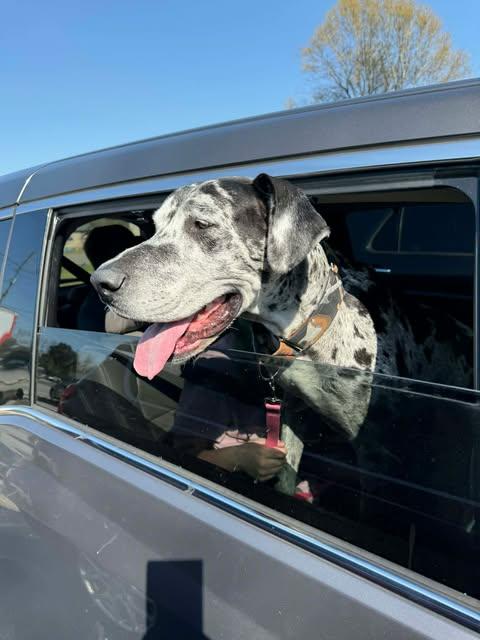 Enlarge Athena, a ADOPTABLE Great Dane in Pensacola, FL image 2/6